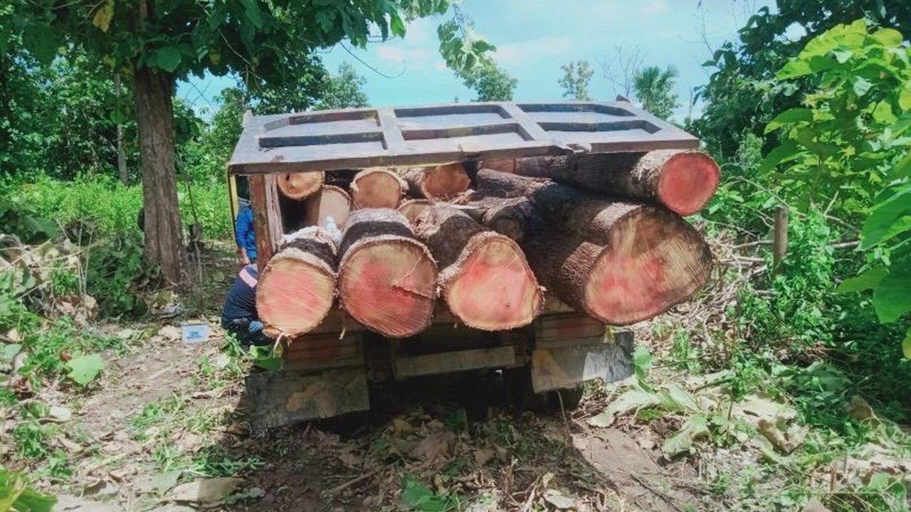 Enam pelaku penebangan liar di kawasan hutan lindung Mutis Timau, Kabupaten Kupang, Nusa Tenggara Timur, berhasil ditangkap oleh BBKSDA NTT setelah adanya laporan dari warga.
