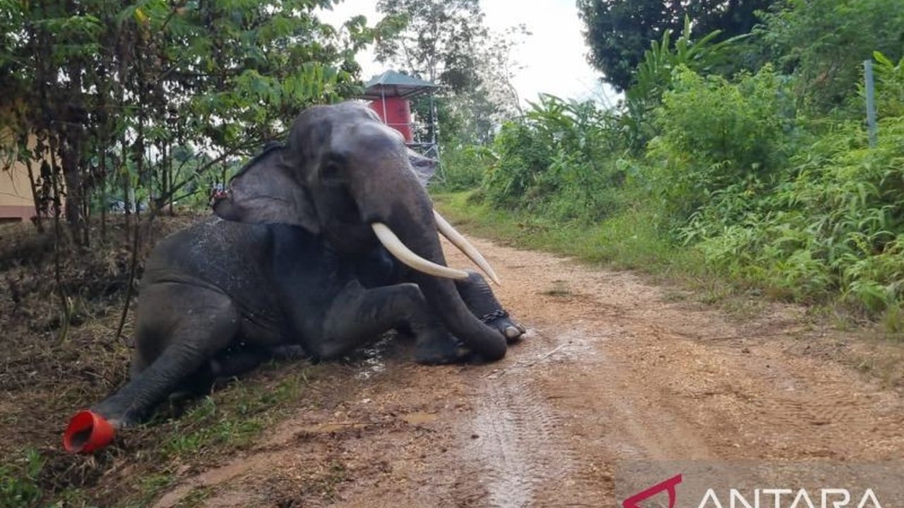 Pusat Informasi Konservasi Gajah (PIKG) Tebo, Jambi, memanfaatkan lima gajah jinak sebagai wahana edukasi dan solusi konflik satwa liar-manusia di kawasan Bukit Tiga Puluh.