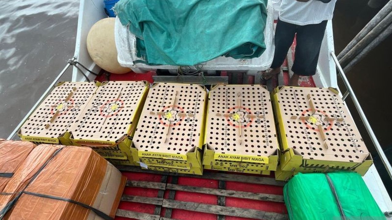 Karantina Jambi berhasil menggagalkan pengiriman 1000 ekor bibit ayam (DOC) ilegal dari Jambi ke Batam karena tidak memiliki sertifikat kesehatan, mencegah potensi penyebaran penyakit AI.