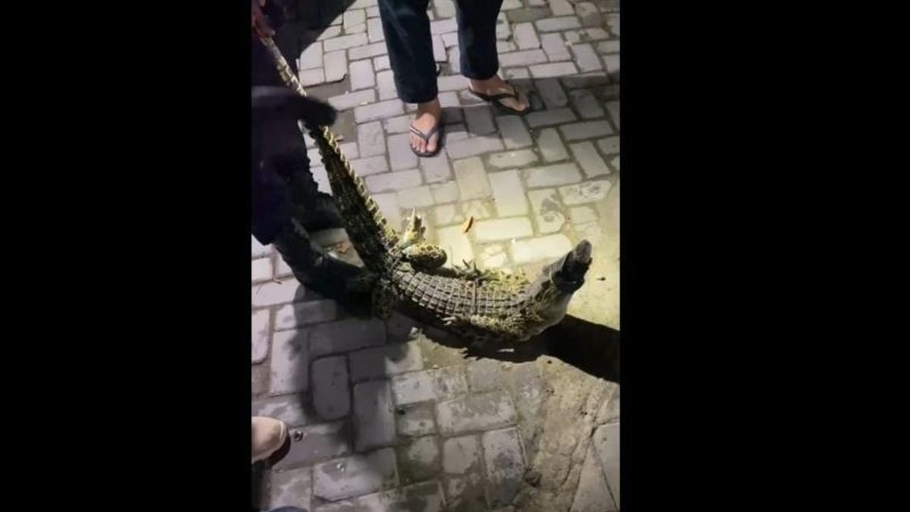 Petugas Damkar Pacitan berhasil mengamankan buaya muara sepanjang 1,5 meter yang ditemukan tersangkut mata pancing di Sungai Grindulu, kejadian pertama di wilayah tersebut.