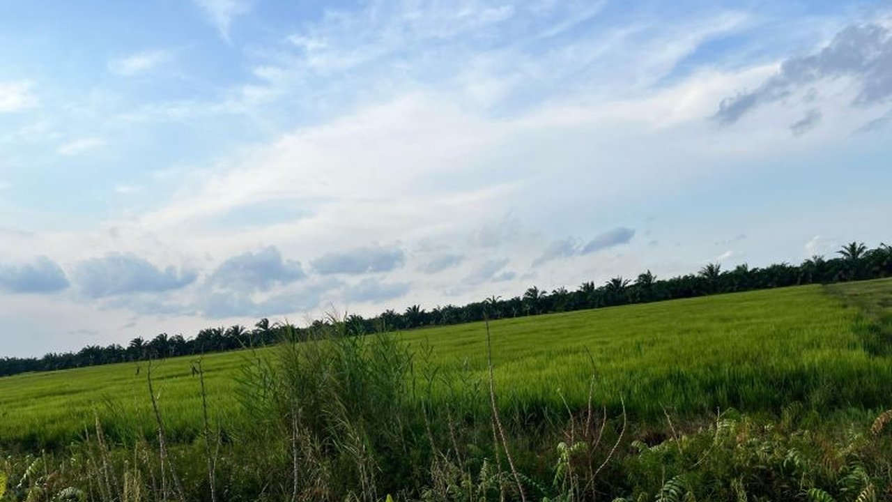 Bulog Kanwil Jambi telah menyerap 393 ton gabah setara beras hingga pertengahan Februari 2025 dan menargetkan 879 ton hingga April 2025, dengan prioritas kualitas gabah untuk menjaga ketersediaan CBP.