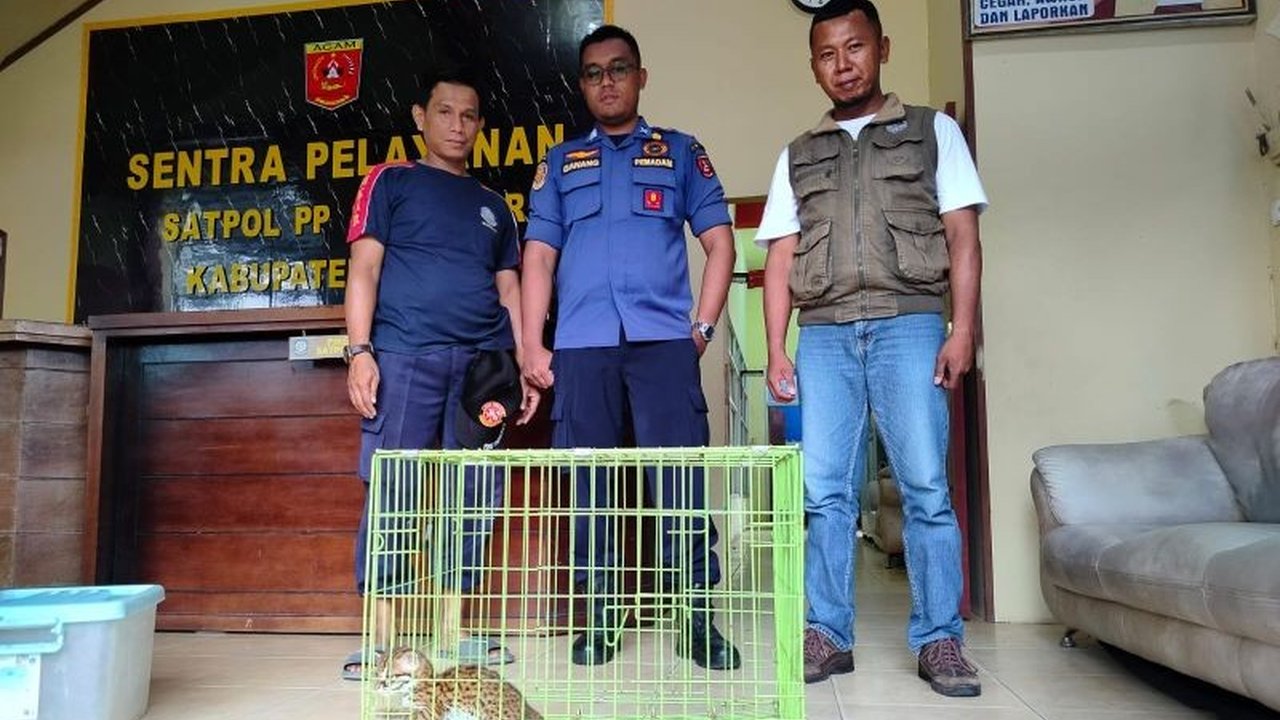 BKSDA Sumbar berhasil menyelamatkan anak kucing hutan yang diserahkan warga Agam dan akan segera melepaskannya kembali ke habitat aslinya setelah perawatan.