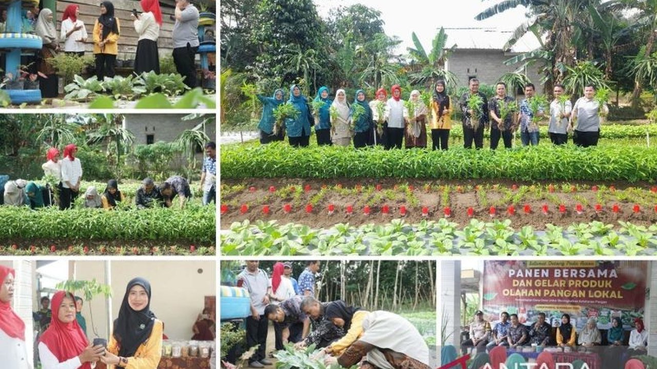 Pemerintah Kabupaten Bangka Tengah, Kepulauan Bangka Belitung, gandeng Kelompok Wanita Tani (KWT) untuk sukseskan program Makan Bergizi Gratis (MBG) Nasional, dimulai dengan panen raya KWT Melati di Desa Lubuk Pabrik.