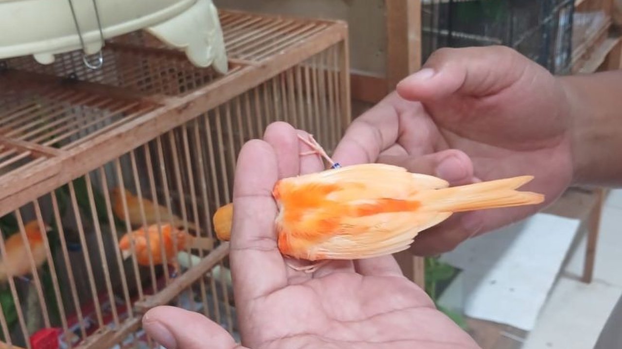 Hariadi, warga Kediri, sukses besar dalam budidaya kenari merah lokal (merlok) dengan omzet jutaan rupiah per bulan dan pengiriman hingga luar kota.