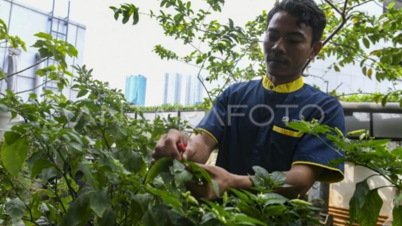 Pemerintah Kabupaten Tanah Bumbu mengajak warga memanfaatkan pekarangan rumah untuk budidaya cabai guna mengatasi kenaikan harga dan meningkatkan ketahanan pangan.