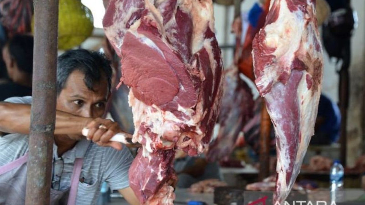 Jelang Ramadhan, Aceh memiliki persediaan ternak untuk tradisi meugang mencapai 1,78 juta ekor, terdiri dari sapi, kerbau, kambing, domba, dan ayam, dengan harga bervariasi di setiap daerah.