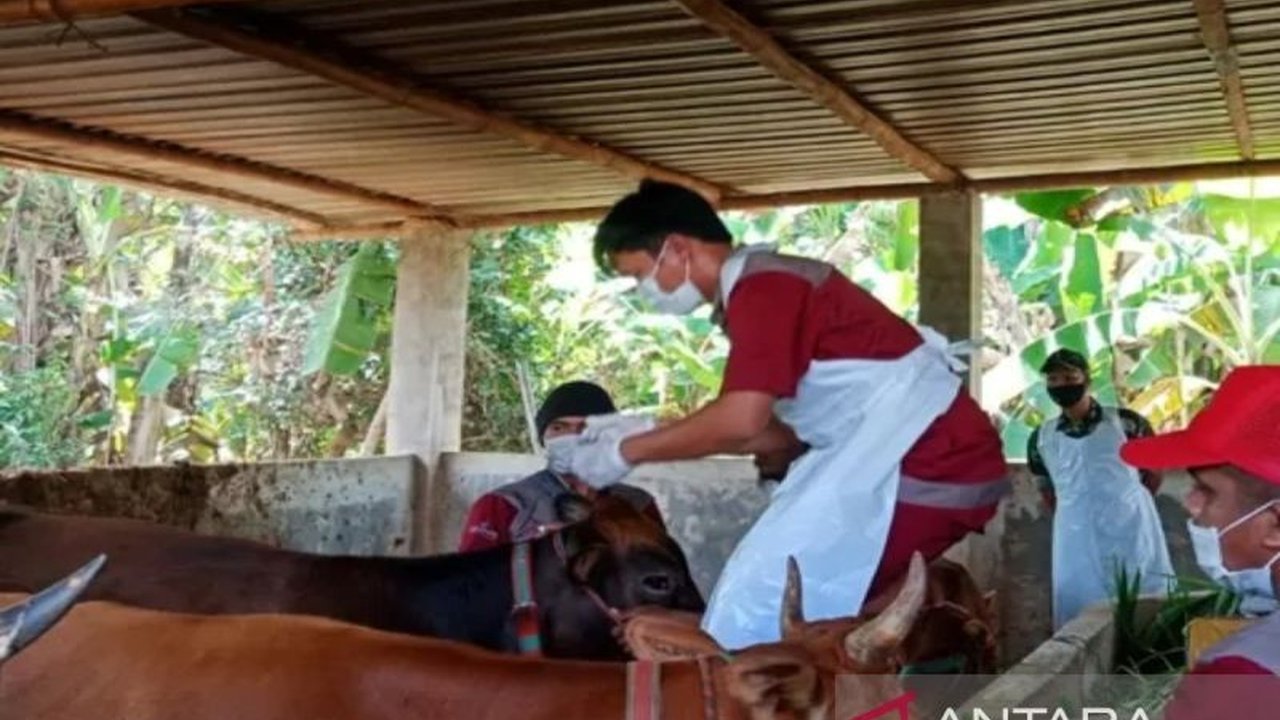 Pemkab Sampang menerima tambahan 21.700 dosis vaksin PMK dari Pemprov Jatim untuk mencegah penyebaran penyakit dan meningkatkan kekebalan ternak, total vaksin yang diterima mencapai 28.700 dosis.