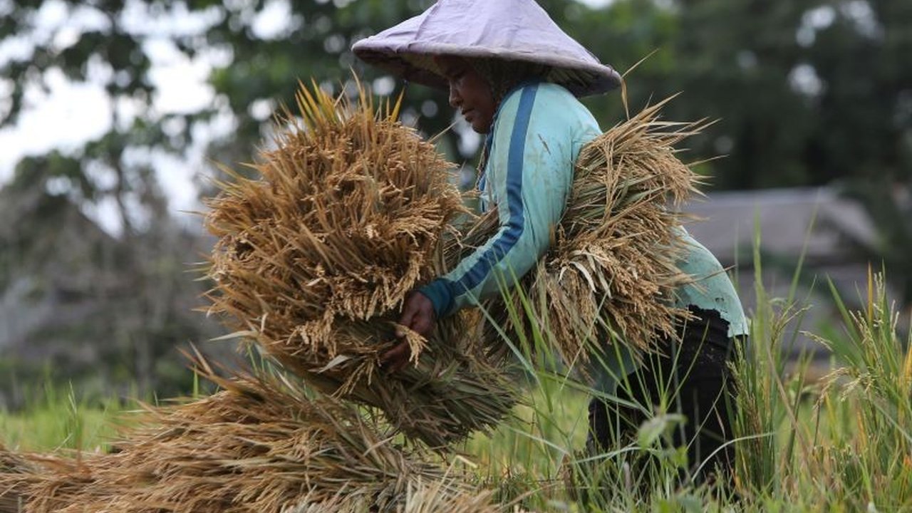 Panen raya padi diharapkan membawa berkah bagi petani Indonesia melalui peningkatan pendapatan, kualitas hidup, dan kemandirian ekonomi, berkat kebijakan harga gabah yang stabil.