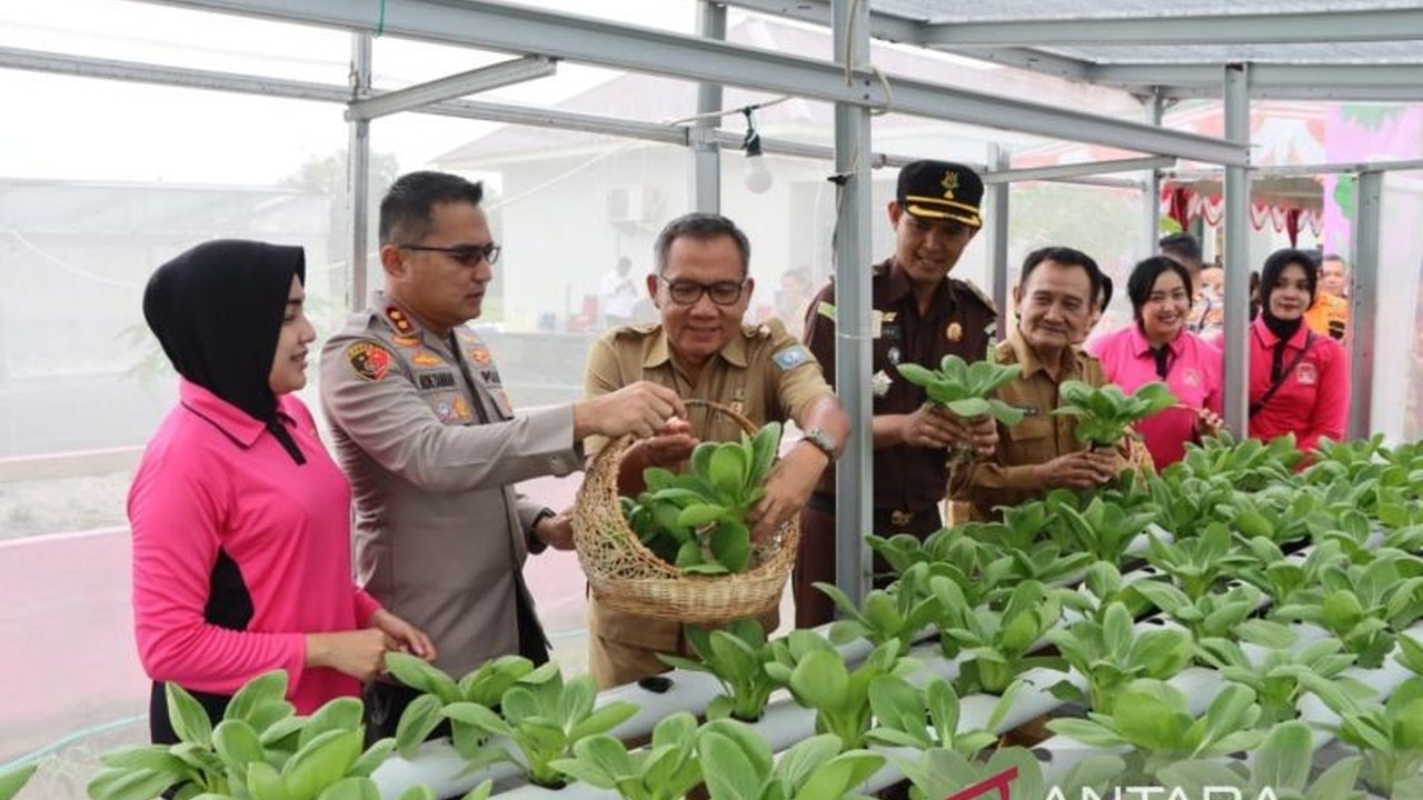 Polres Bangka Barat Panen Jagung, Wujud Nyata Komitmen Ketahanan Pangan