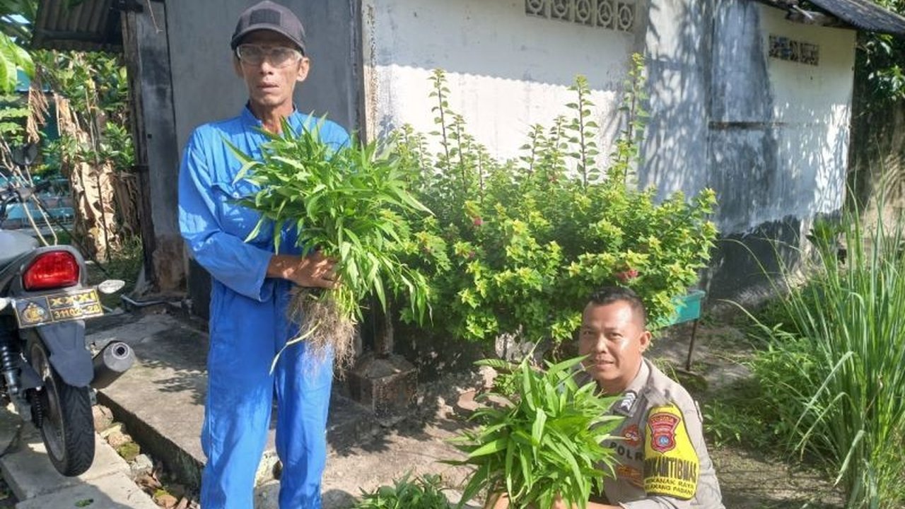 Polsek Belakangpadang, Batam, panen kangkung perdana hasil program ketahanan pangan, bukti sinergi polisi dan petani untuk kemandirian ekonomi.