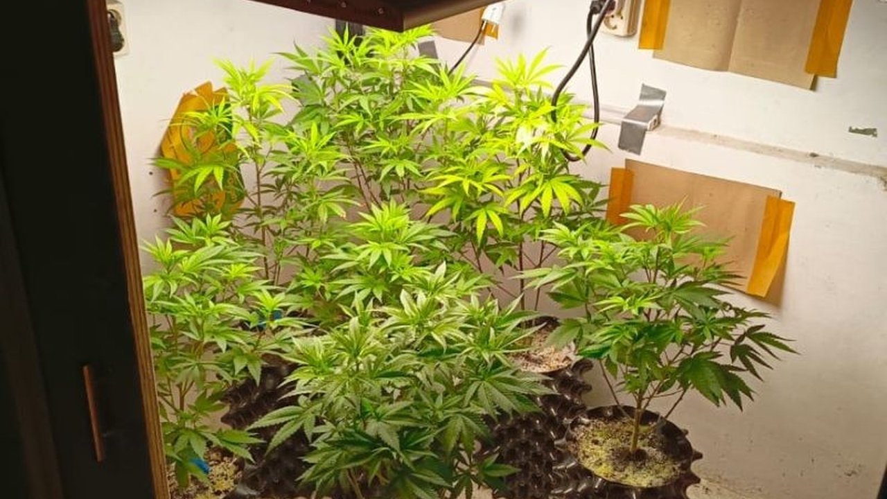 Polrestabes Bandung menangkap seorang pria berusia 26 tahun karena menanam tujuh pohon ganja di rumahnya; polisi menduga ganja tersebut merupakan titipan dari kakaknya yang berada di luar negeri.