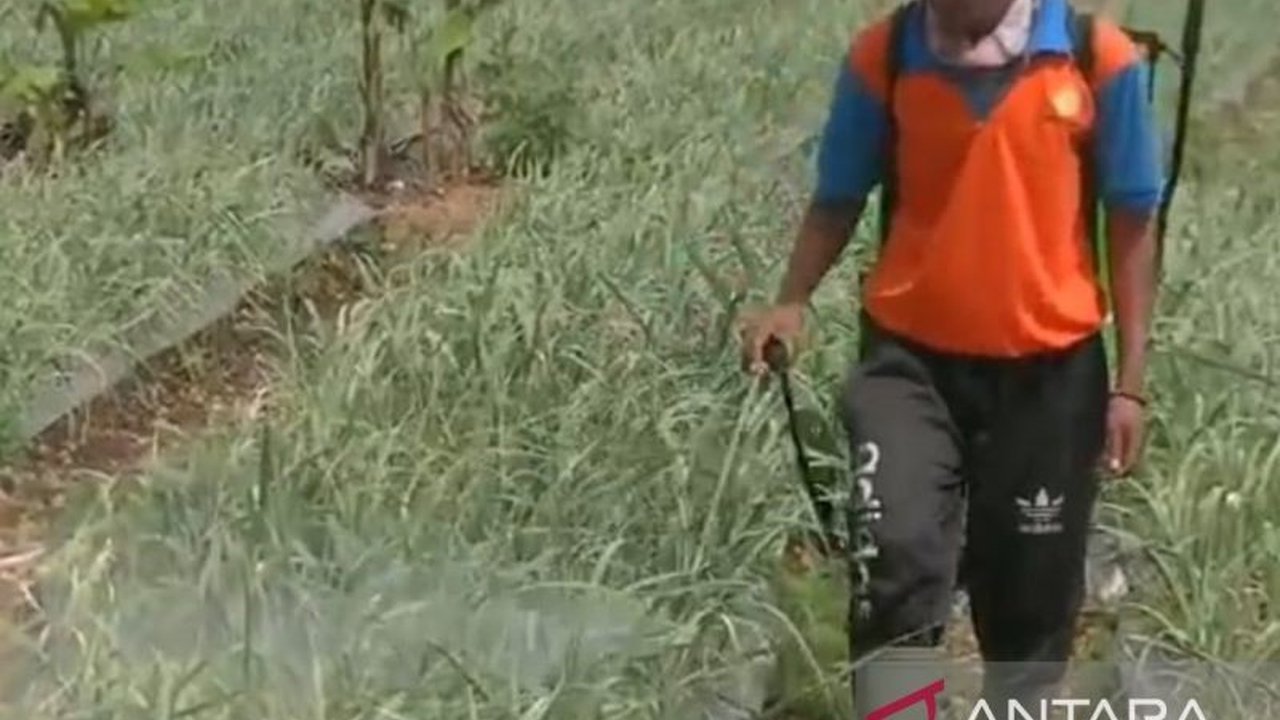 Pemerintah Kota Sukabumi kerahkan 19 penyuluh pertanian untuk mengawasi peredaran pupuk dan pestisida demi menjaga produksi pangan dan non-pangan agar tetap berkelanjutan.