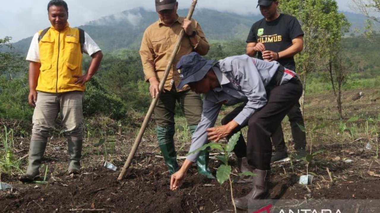 Pemerintah Kabupaten Kuningan memperluas program tumpang sari kopi dan padi gogo di lahan kering Desa Setianegara untuk optimalisasi lahan dan peningkatan pendapatan petani.