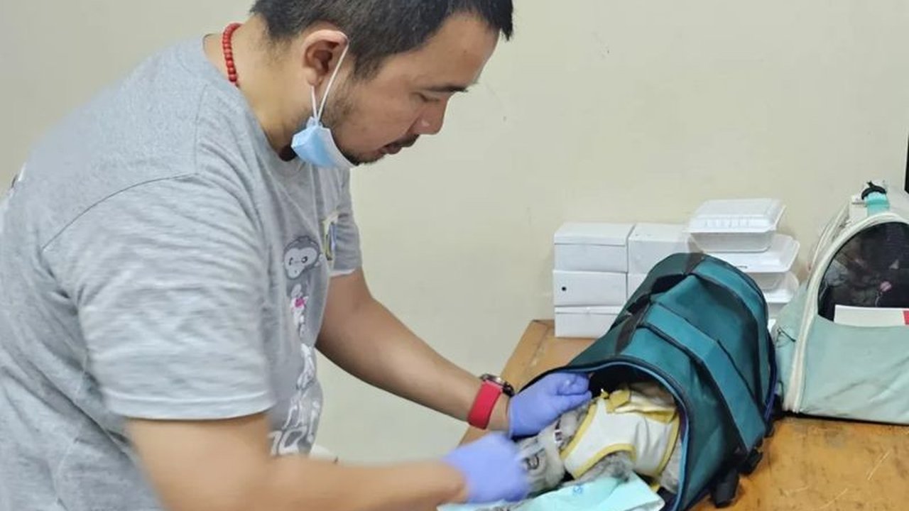 Pemprov DKI Sterilisasi 1.500 Kucing, Target 21.000 Ekor hingga 2025