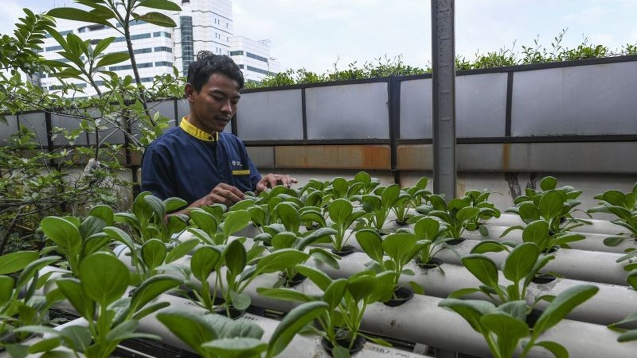 Pertanian hidroponik hadir sebagai solusi inovatif untuk ketahanan pangan Indonesia, meski dihadapkan pada sejumlah tantangan biaya, teknologi, dan pemasaran.