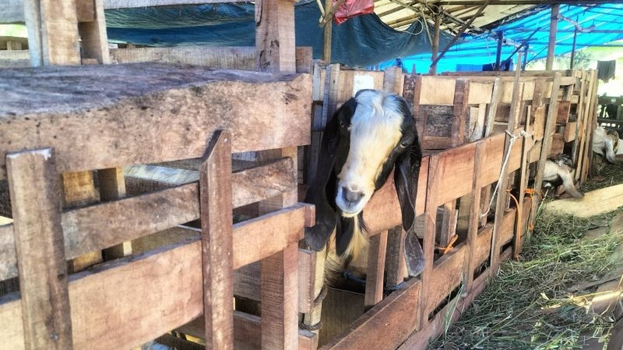 Empat pelaku pencurian ternak kambing berhasil ditangkap Polres Lampung Selatan setelah serangkaian penyelidikan atas laporan kehilangan tiga ekor kambing di Desa Fajar Baru.