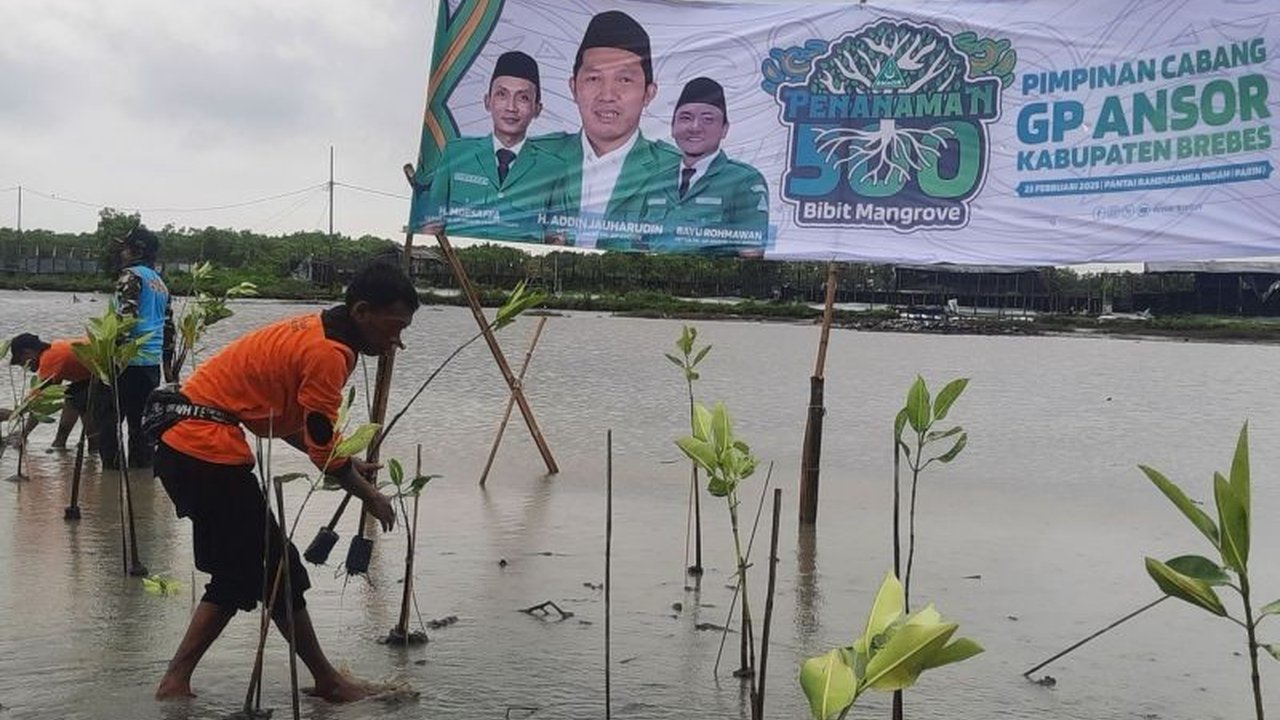 Gerakan Pemuda Ansor (GP Ansor) menanam 500 bibit mangrove di Brebes sebagai aksi hijau untuk melawan krisis iklim dan menjaga lingkungan, sekaligus memperingati Harlah ke-91.