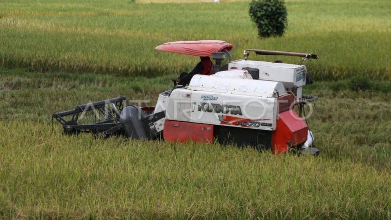Pemerintah Aceh optimistis produksi padi akan mencapai 1,7 juta ton pada 2025, didorong peningkatan produktivitas dan indeks pertanaman.