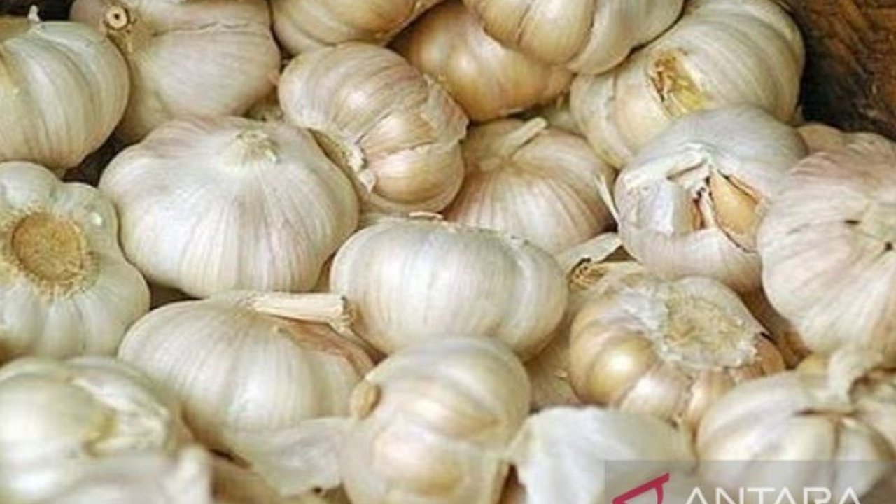 Kemendag pastikan impor bawang putih 21 ribu ton pada Maret dan 14.600 ton pada April 2025 untuk stabilisasi harga di tengah lonjakan harga di pasaran.