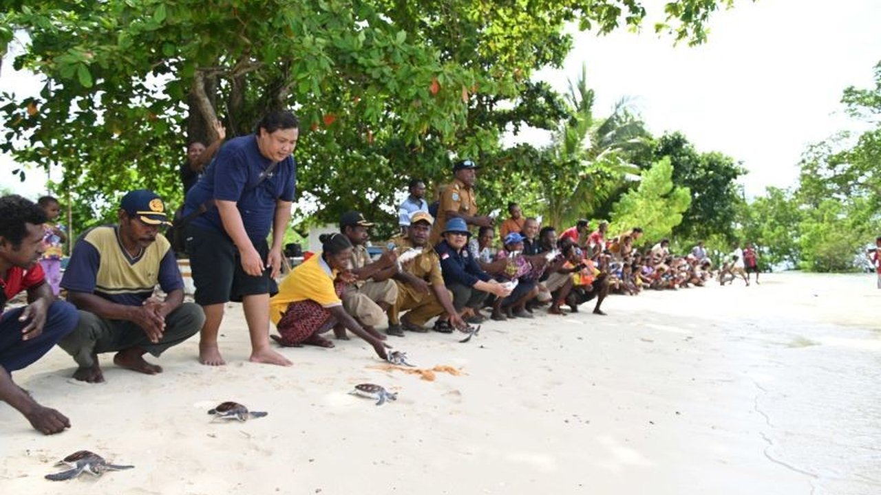 Kelompok PIBATA di Papua Barat berdedikasi melindungi penyu terancam punah di Taman Nasional Teluk Cendrawasih, melalui patroli pantai, relokasi telur, dan edukasi masyarakat.