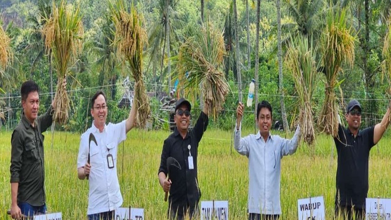 Dinas Pertanian dan Pangan Gunungkidul memproyeksikan panen raya padi mencapai 35.351 hektare pada Maret 2025, dengan Kapanewon Ponjong sebagai wilayah dengan luas tanam padi terbesar.