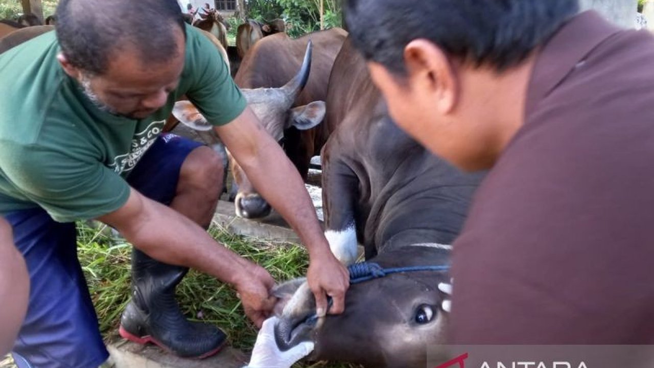 Provinsi Bengkulu melaporkan 333 kasus sapi terinfeksi PMK, dengan Kabupaten Seluma sebagai wilayah terdampak terberat, sementara pemerintah berupaya mencegah penyebaran lebih lanjut melalui vaksinasi.