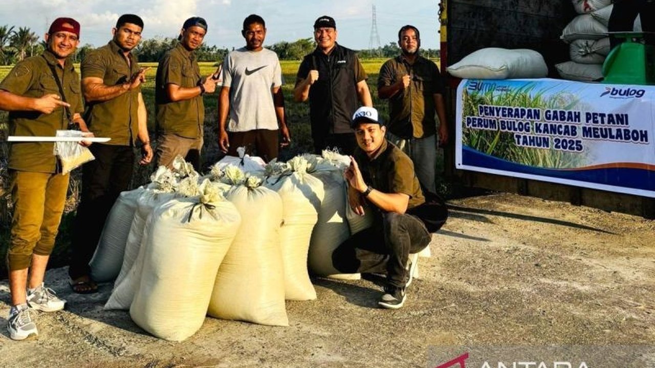 Bulog Cabang Meulaboh telah menyerap 889 ton gabah kering panen (GKP) dari petani di pantai barat Aceh dengan harga sesuai HPP, mendukung stok pangan nasional dan kesejahteraan petani.