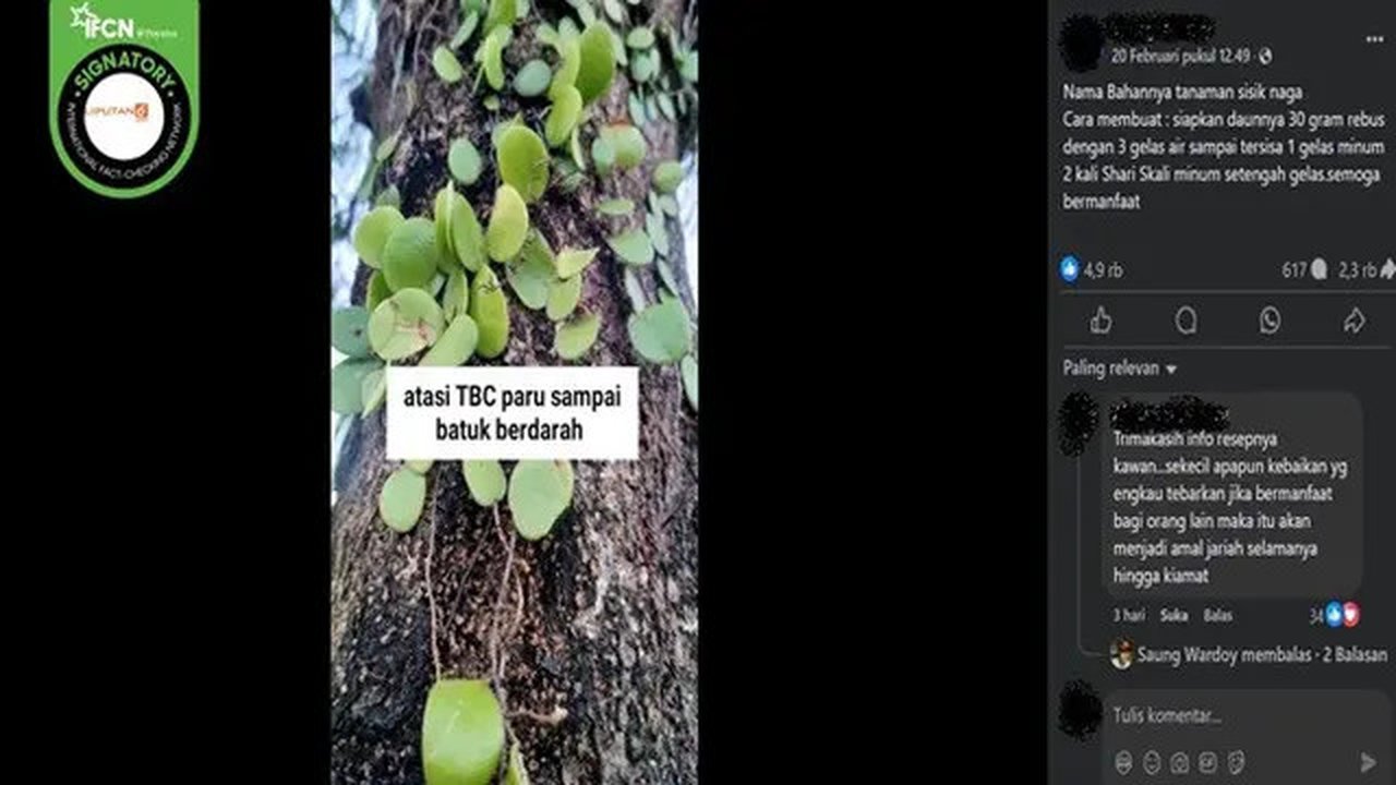 Gambar tangkapan layar klaim meminum air rebusan daun sisik naga bisa mengatasi TBC dan batuk berdarah. (sumber: Facebook)