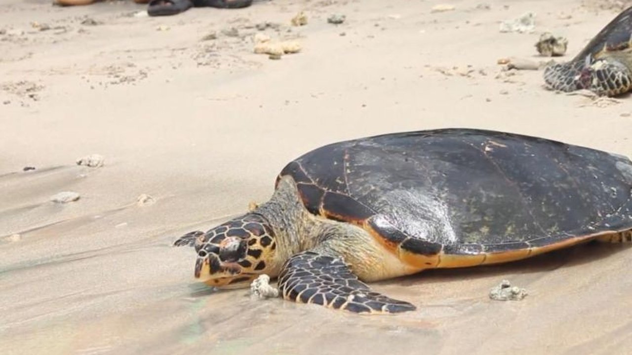 BKSDA Bali dan KPP Bulih Bali Nusa Penida melepasliarkan lima penyu sisik yang telah direhabilitasi, sebagai upaya pelestarian satwa langka dan menjaga keseimbangan alam.