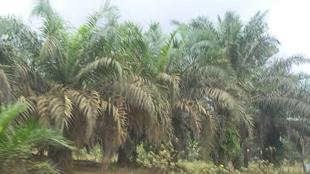 Harga tandan buah segar (TBS) sawit Riau naik Rp78,77 per kg menjadi Rp3.683,3 per kg, didorong kenaikan harga CPO dan kernel.