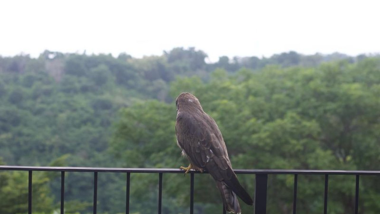 BKSDA Bali sukses lepasliarkan tiga elang paria di Nusa Penida setelah menjalani rehabilitasi, sebagai upaya pelestarian satwa dan menjaga keseimbangan ekosistem.