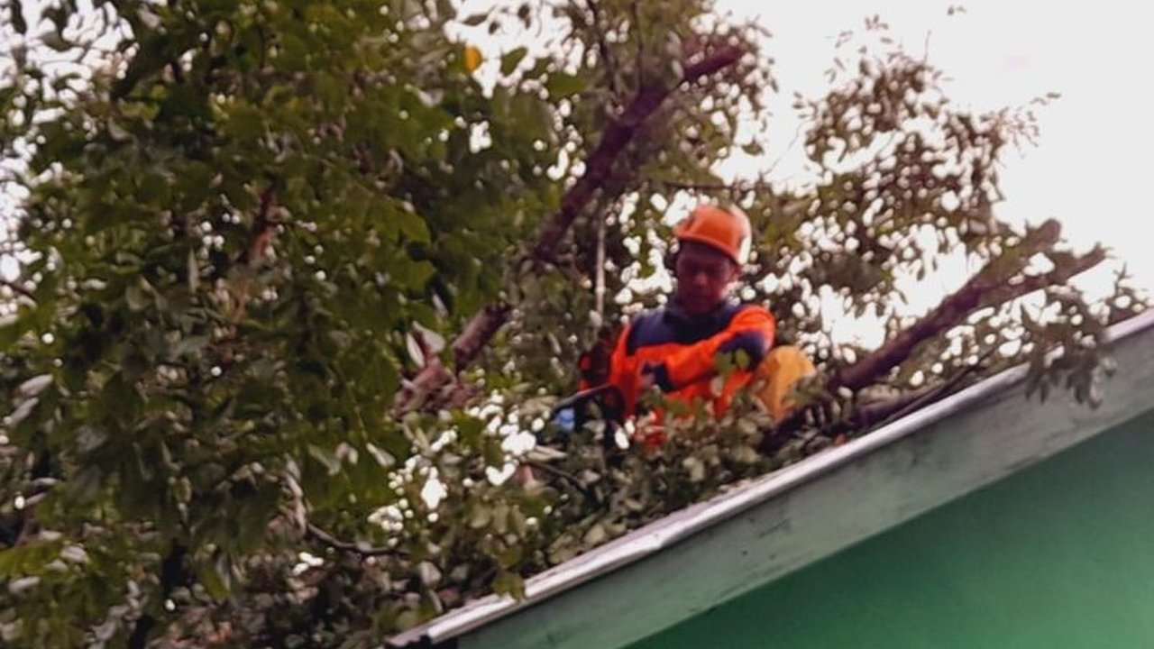 Badan Penanggulangan Bencana Daerah (BPBD) Kabupaten Agam, Sumatera Barat, kerahkan belasan petugas untuk membersihkan tujuh titik pohon tumbang pasca angin kencang dan hujan deras melanda Lubuk Basung.