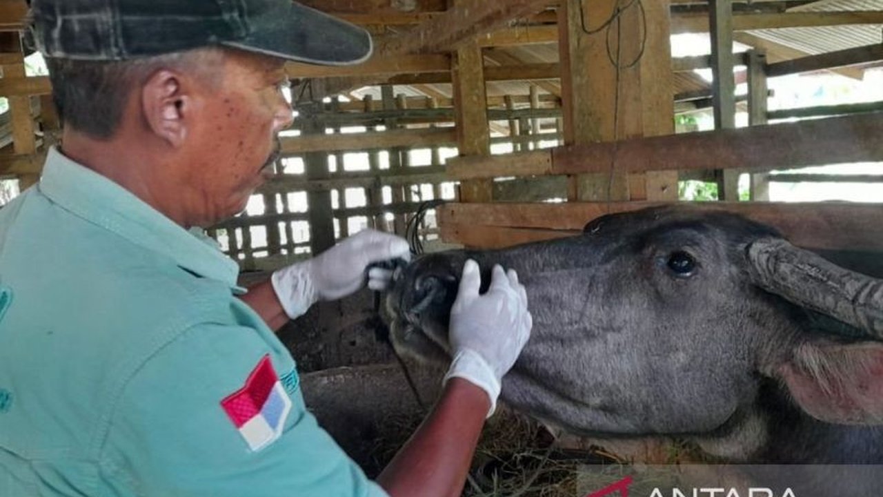 Pemerintah Kabupaten Nagan Raya menerjunkan 19 petugas kesehatan untuk memeriksa 896 ternak sapi dan kerbau menjelang tradisi Meugang guna memastikan kesehatan dan keamanan daging yang dikonsumsi.