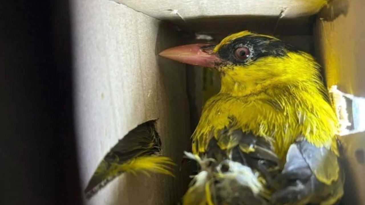 Balai Karantina Lampung berhasil menyelamatkan 18.689 burung liar dari upaya penyelundupan sepanjang tahun 2024, termasuk ratusan satwa dilindungi,  menunjukkan maraknya perdagangan ilegal satwa liar.