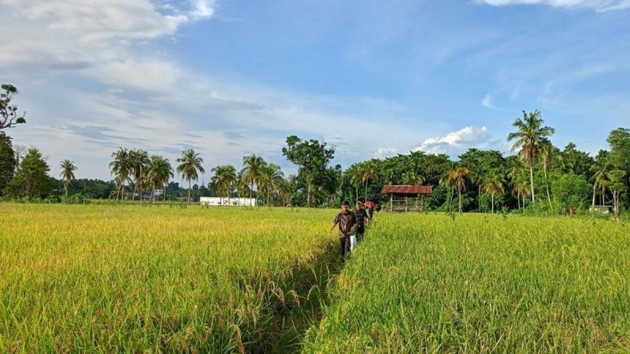 Implementasi aplikasi SEJATI dan SI SEBAR di Sulawesi Selatan berhasil meningkatkan efisiensi dan transparansi sektor pertanian, berujung pada peningkatan produksi pertanian.