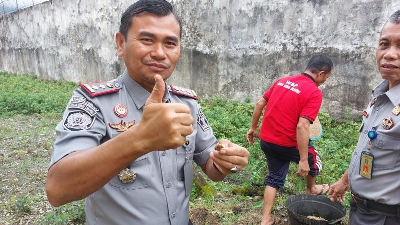 Rumah Tahanan Lubuk Sikaping sukses panen kacang tanah hasil budidaya warga binaan, mendukung ketahanan pangan dan memberikan keterampilan pertanian.