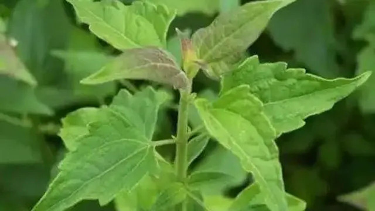Daun Balakacida (rri.co.id)
