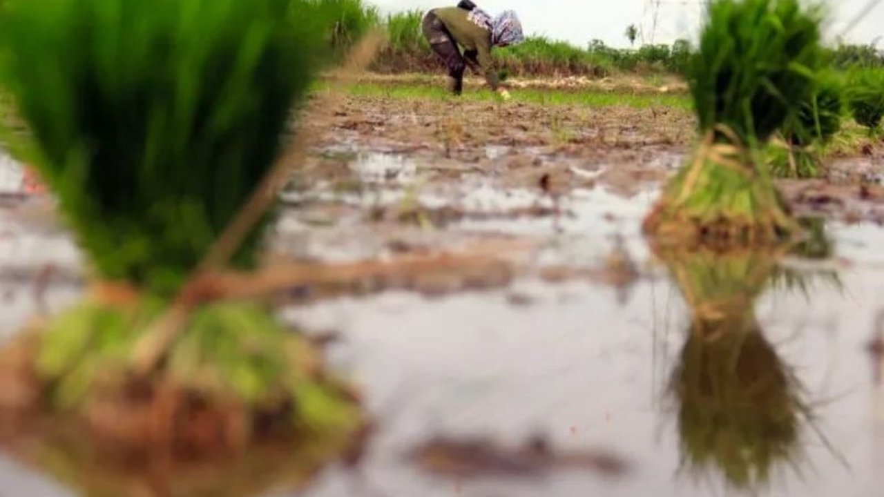 Cetak Sawah di Lahan Rawa Sulfat Masam: Tantangan dan Solusi Swasembada Pangan