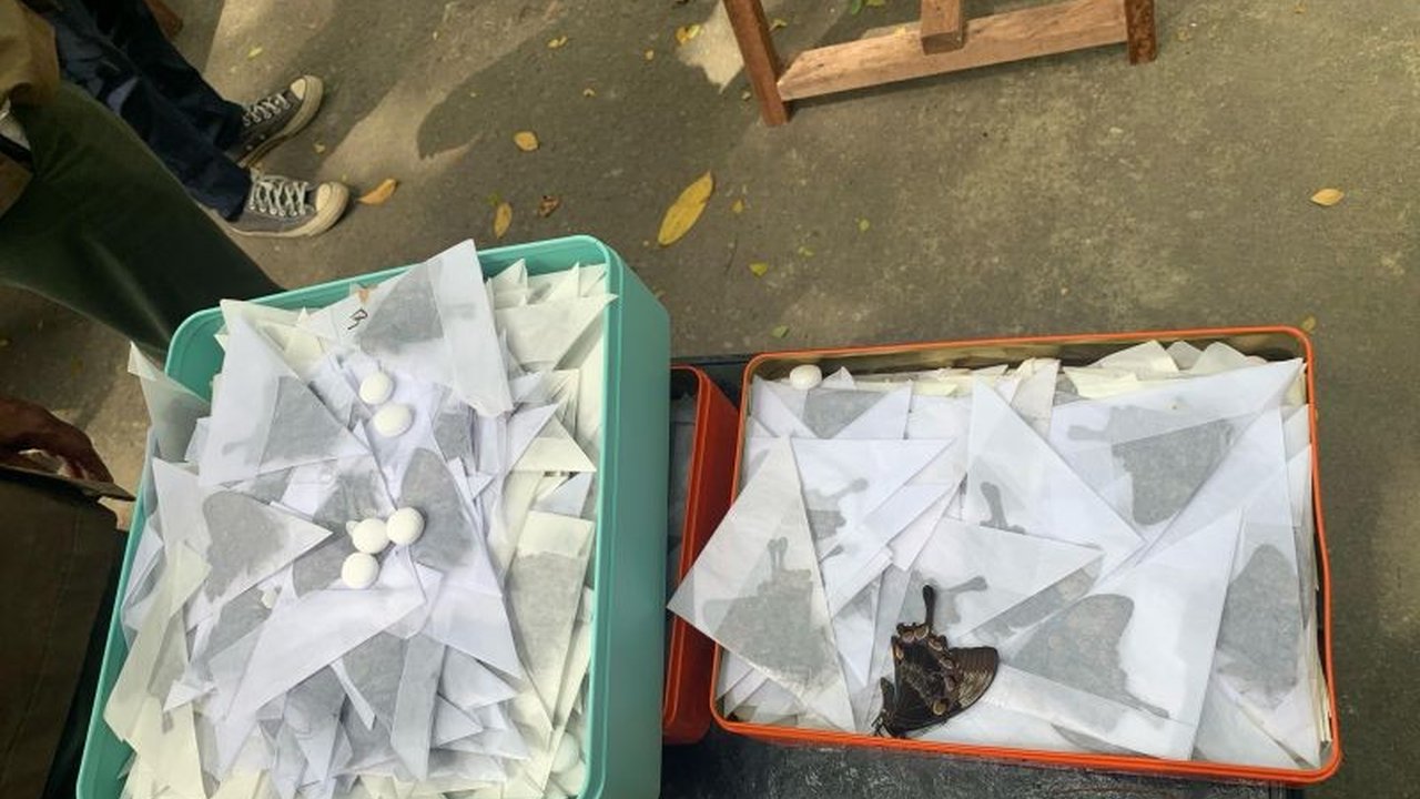 BKSDA Maluku memusnahkan 5.400 spesimen opsetan kupu-kupu hasil sitaan dari dua warga negara asing asal China yang hendak menyelundupkannya.