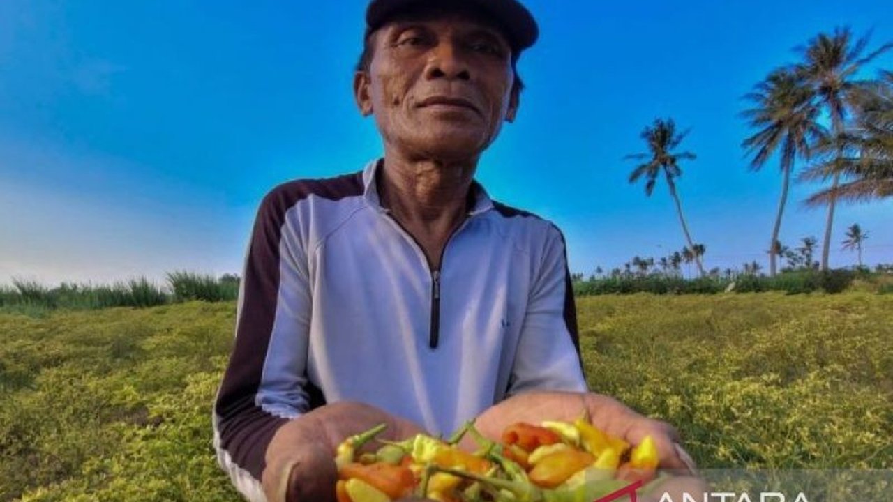 Harga cabai rawit merah di Situbondo, Jawa Timur, melonjak drastis hingga Rp100.000 per kilogram menjelang Ramadhan, disebabkan banyak tanaman cabai mati dan pasokan berkurang.