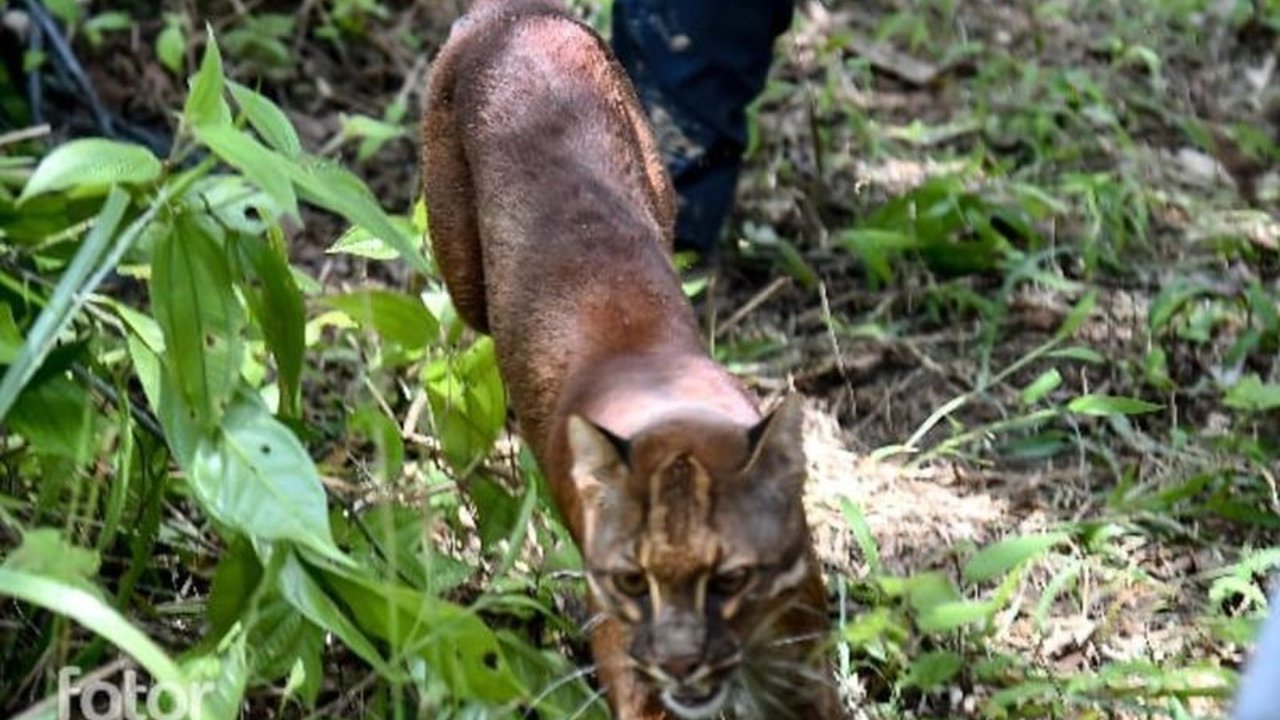 Menteri Kehutanan melepasliarkan sepasang Kucing Emas di Taman Nasional Gunung Leuser, Sumatera Utara, untuk mendukung perkembangbiakan spesies yang dilindungi ini di habitat aslinya.