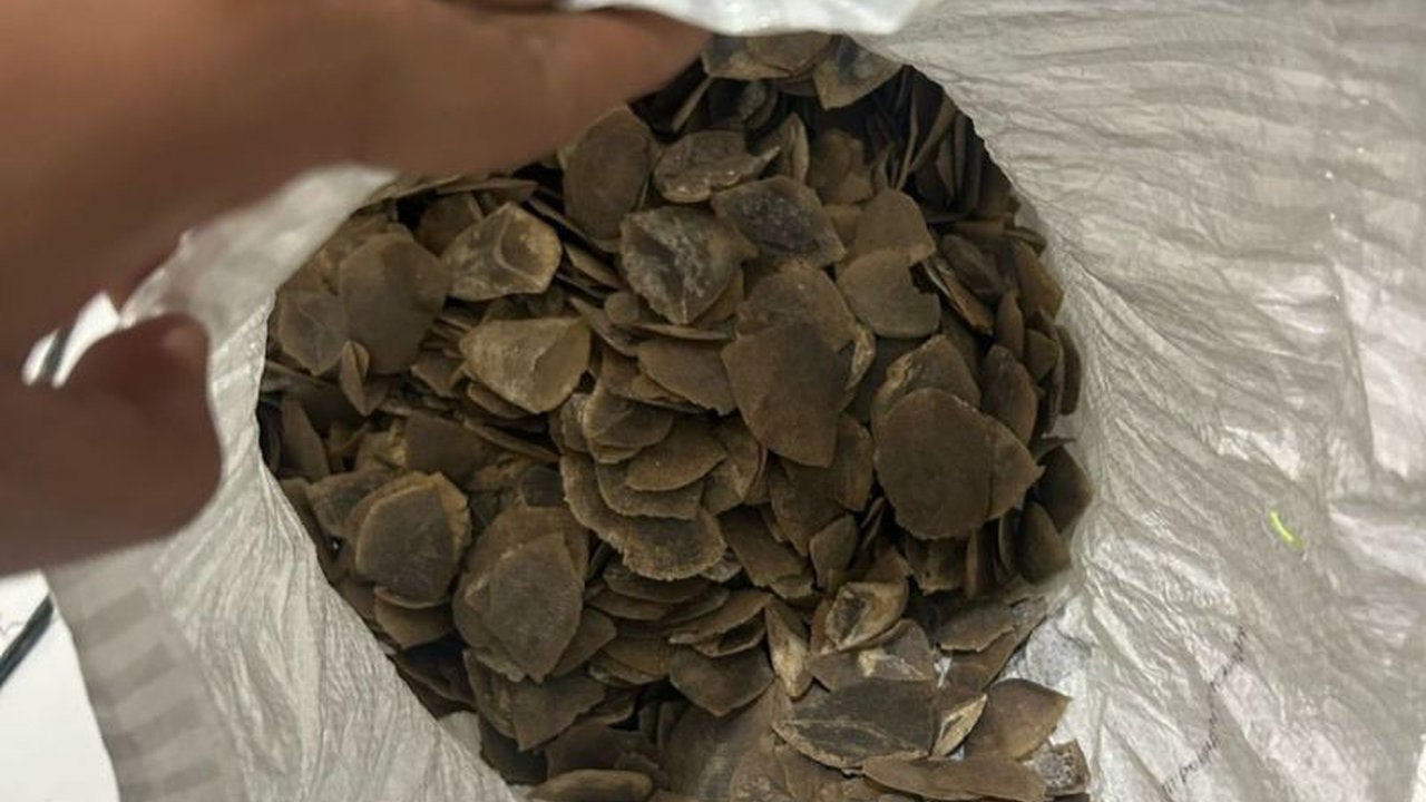 Polresta Jambi berhasil menggagalkan penjualan 10 kg sisik trenggiling yang dilindungi, menangkap tiga pelaku yang berasal dari berbagai wilayah di Jambi.