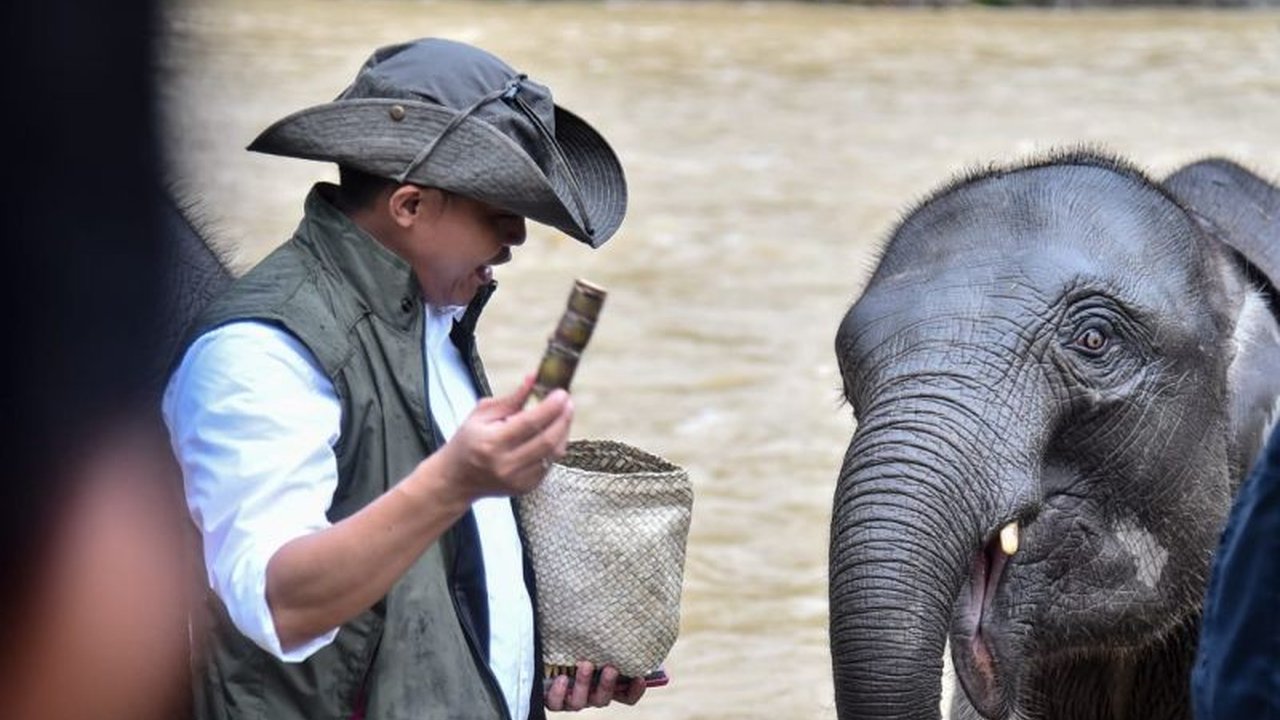 Kesadaran masyarakat dan upaya pemerintah berbuah manis, mengubah Tangkahan, Sumatera Utara, dari area pembalakan liar menjadi destinasi ekowisata yang lestari dan ramah lingkungan.