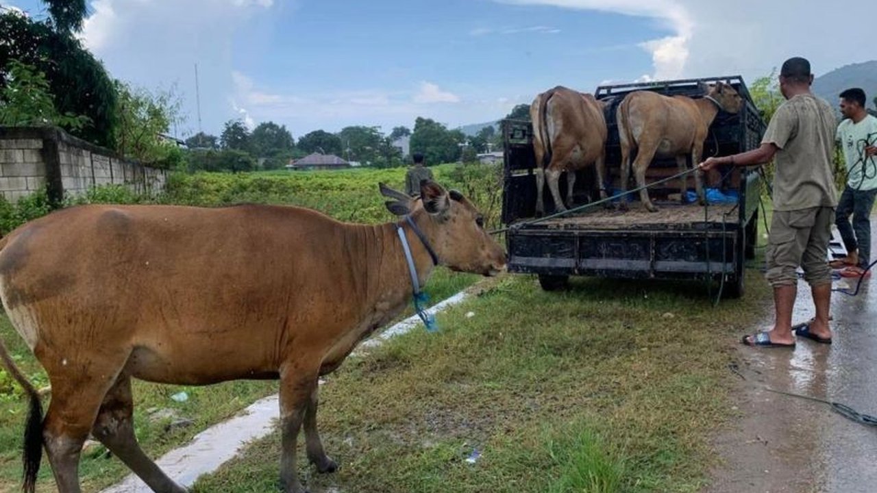 Pemerintah Kabupaten Manggarai Barat menertibkan sapi liar di Labuan Bajo untuk kenyamanan warga dan wisatawan, berdasarkan Perda dan Perbup setempat dengan denda hingga Rp3 juta bagi pemilik yang melanggar.