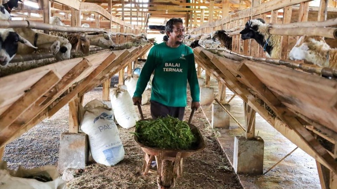 Program Balai Ternak Baznas berhasil memberdayakan 59 mustahik menjadi muzaki dan mengentaskan kemiskinan 335 peternak di Indonesia pada awal 2025.