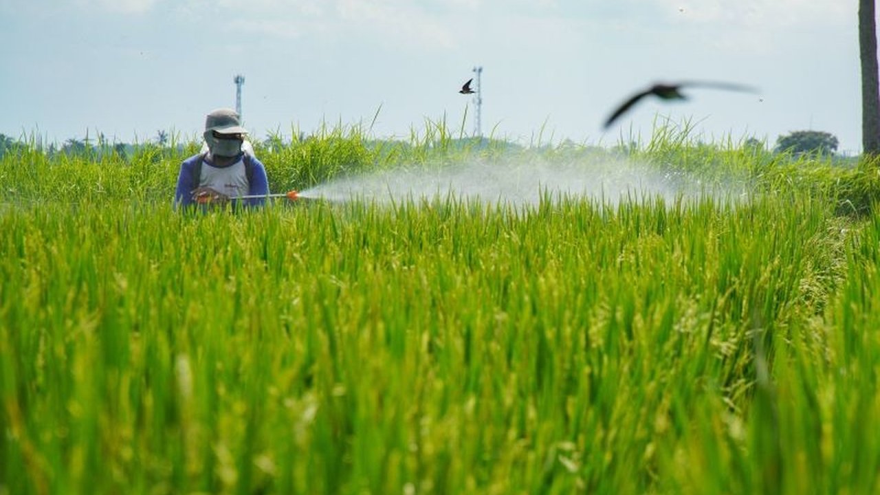 CIPS merekomendasikan peningkatan produksi pertanian di Indonesia melalui adopsi teknologi dan reformasi kebijakan yang komprehensif untuk mengatasi masalah ketahanan pangan.