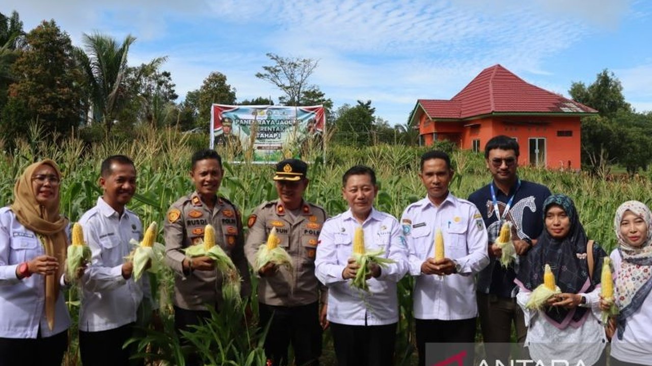 Polres Bangka Barat bersama Forkopimda panen jagung di Desa Airputih, Bangka Barat, sebagai bentuk dukungan terhadap program ketahanan pangan pemerintah.