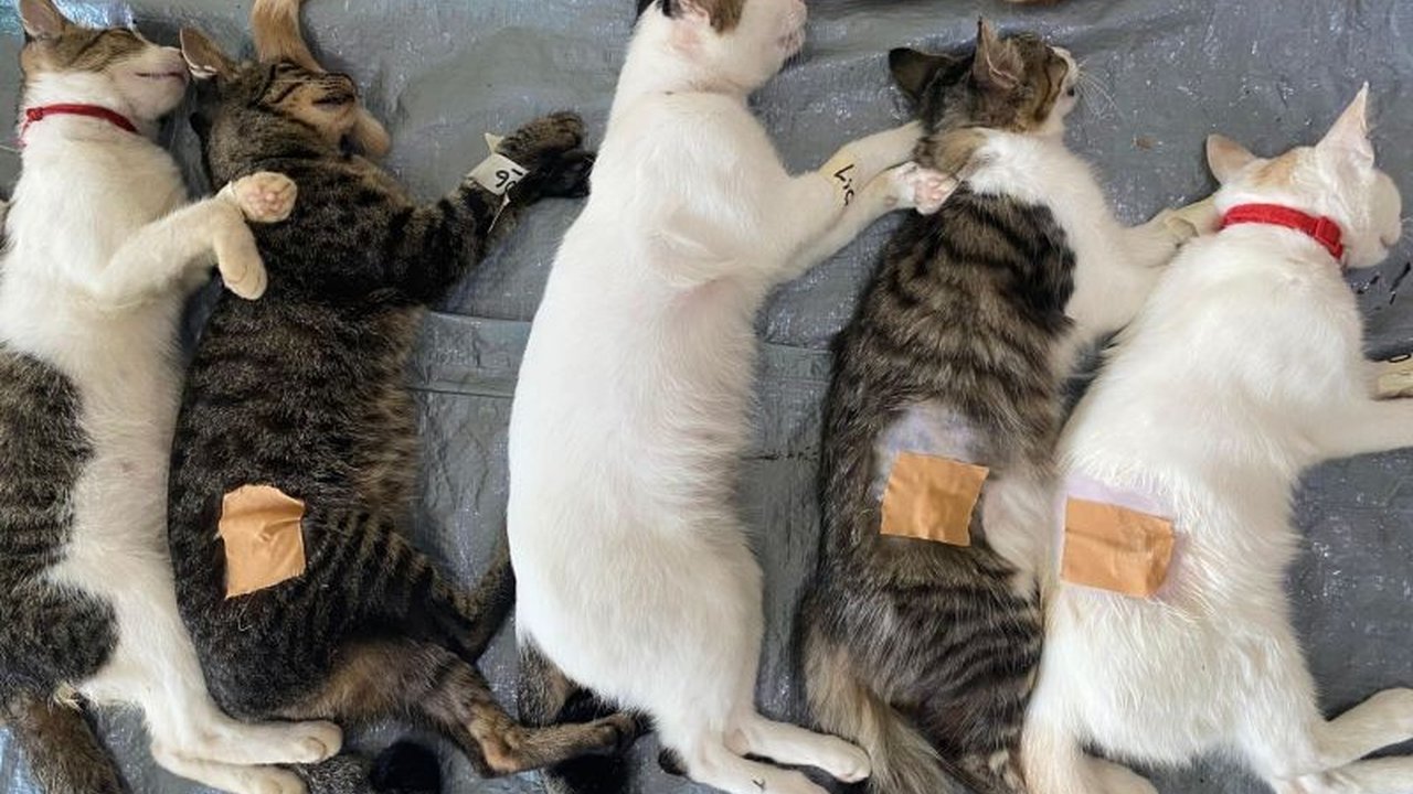 KPKP Jakarta Selatan mengajak warga berpartisipasi merawat kucing jalanan pasca sterilisasi TNR untuk mendukung program pengendalian populasi kucing liar.