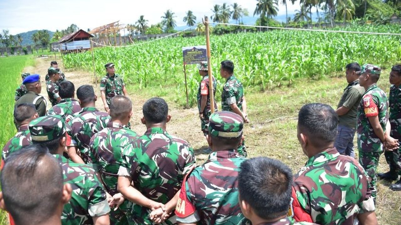 Danrem 132/Tadulako Tinjau Demplot Pertanian di Toli-Toli, Dukung Swasembada Pangan Nasional