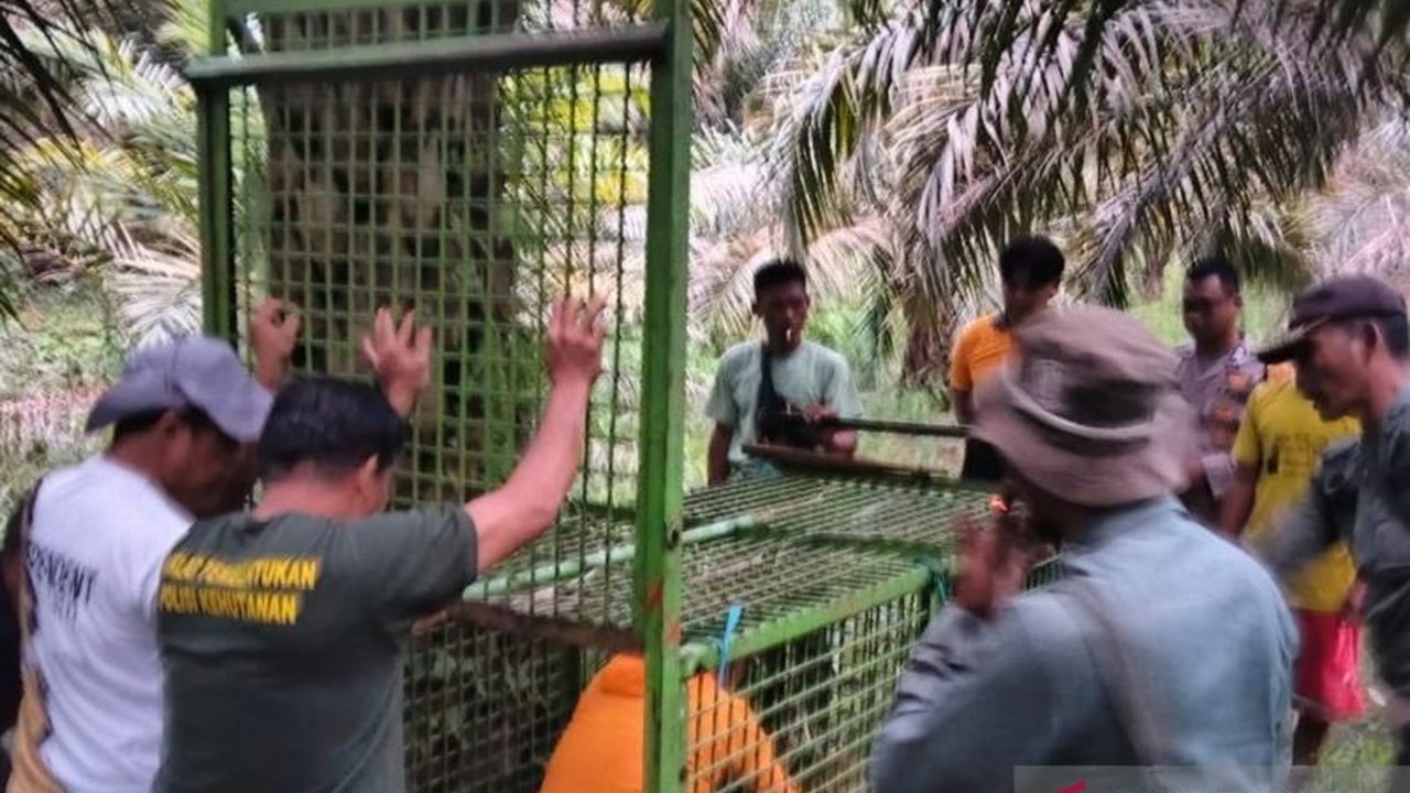 Balai Konservasi Sumber Daya Alam (BKSDA) Mukomuko akan menonaktifkan perangkap harimau yang dipasang di Desa Mekar Jaya karena tidak efektif, memunculkan pertanyaan penyebab kematian anak sapi yang diduga dimangsa harimau.